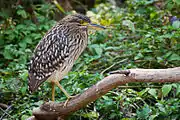 Juvenile perched on fallen tree