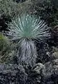 Mauna Loa silversword, single rosette