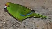 A green parrot with blue-tipped wings, an orange forehead, and a red mark above the beak