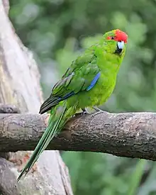 Red-crowned parakeet(Cyanoramphus novaezelandiae)