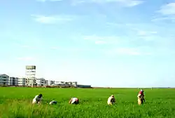 Farmers working in a paddy field in kalmunai west