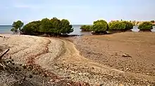 Mudflats and mangroves at Kampungbaru, Ulmera, near Tibar Bay, East Timor, in 2018