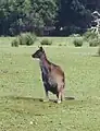 Western grey kangaroo