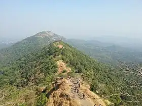 Forest from the top of fort