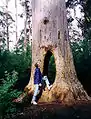 Walk Through Karri tree in Beedelup National Park