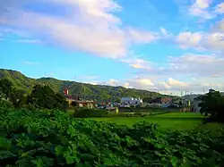 Rice fields in Katano City