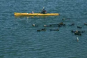 Photo of a person sitting in a boat holding a paddle with otters swimming in the foreground. The boat is approximately 12 feet long and only slightly wider than the paddler.