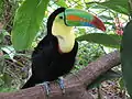 Keel-billed toucan(Ramphastos sulfuratus)