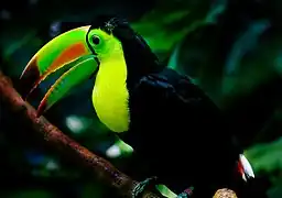 Keel-billed toucan (Ramphastos sulfuratus) at the Tropical Rain Forest exhibit