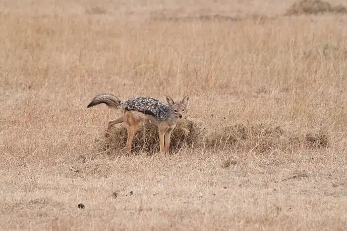 Scent marking