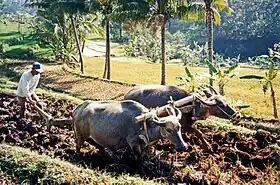 Water buffalo ploughing, Java