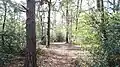 Woods on Keston Common