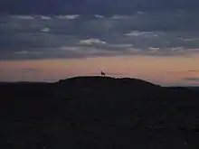 A Khulan (Mongolian Wild Ass) on a hill in the Gobi of the Ömnögovi, at sunset.