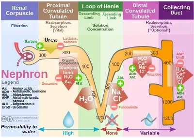 Diagram outlining movement of ions in nephron.