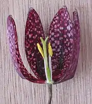 Section through Fritillaria flower