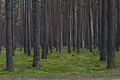 Pine forest