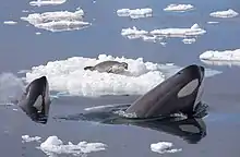 Orcas and a seal.