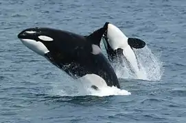 Two black and white dolphins