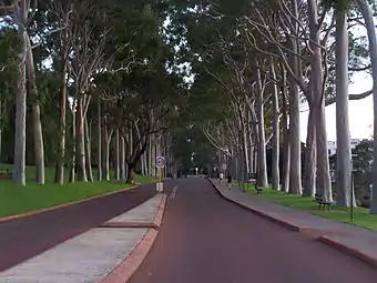 Lemon-scented Gums on Fraser Avenue