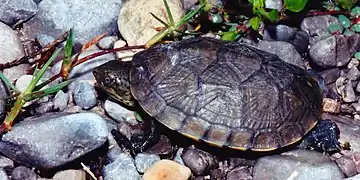 Mexican mud turtle (Kinosternon integrum), a sub-adult from the Municipality of Tula, Tamaulipas, Mexico (20 September 2003).