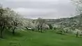 An orchard meadow.