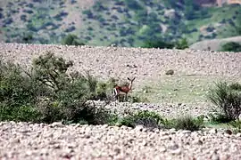 Chinkara gazelle in the park