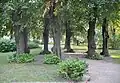 Lime Trees Pergola in late summer 2012