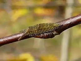 Caterpillar