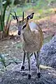 Klipspringer