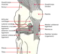 Knee diagram