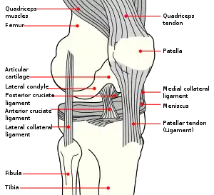 The quadriceps tendon connects to the top part of the kneecap (patella)