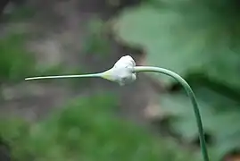 Garlic plant