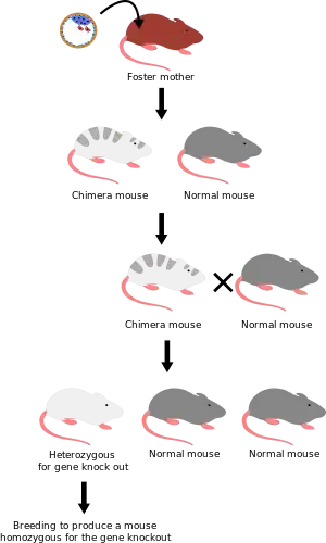 Knockout mouse breeding scheme.