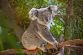 Koala in Pairi Daiza