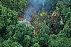 An aerial view of a forest with a patch of trees cut down and smoke rising