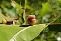 Kokkocynips rileyi oak gall