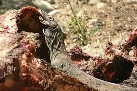 Komodo dragon feeding on a carcass