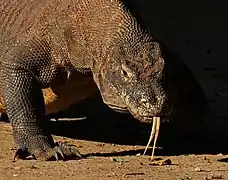 Komodo on Rinca