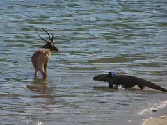 Komodo dragon stalking deer. Note the tracking device on the dragon's neck