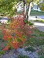 Korean Maple fall color closeup