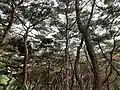 Korean Pine Trees in Seoul, Korea