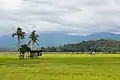 A paddy field in Kota Belud.