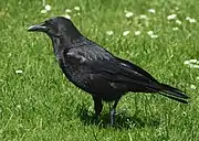 Carrion crow