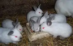 Californian rabbit kits"Blue" color variety(recognized by the BRC)