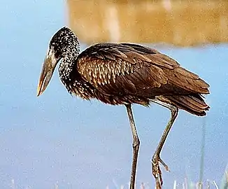 Juvenile African openbill