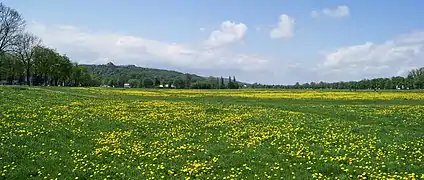 Błonia, Kraków, Poland