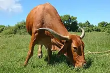 a long-horned red cow grazing