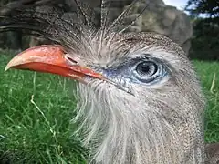 Red-legged seriema