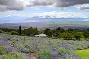 Lavender growing at Kula Lavender Farm located in Maui, Hawaii