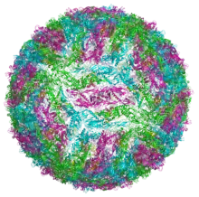 Ribbon diagram of Kunjin virus